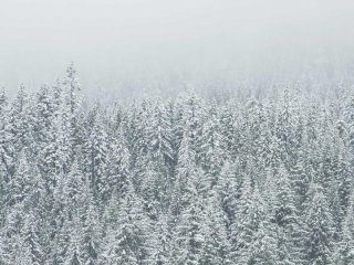 Вектор
